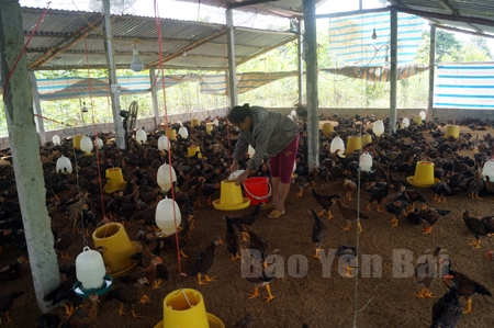 Gia trại 2.500 con gà của gia đình anh Hà Văn Hùng bước đầu cho thu nhập cao.
